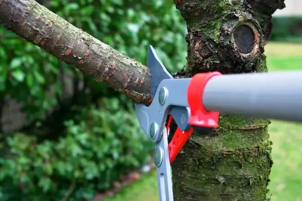 tree services Lyndon Station